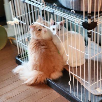 トラック運転手×本好きのINTP。ネオン(ノルウェージャン)と保護猫ごはんと暮らしながら、毎日本を読んでいます。最近はワードプレスで、本にまつわることを発信中。本の紹介やおすすめを通して、本好きの方とつながれたら嬉しいです。「次に何読もう?」「この本ってどんな本?」と思ったときに、参考になるようなブログを目指しています