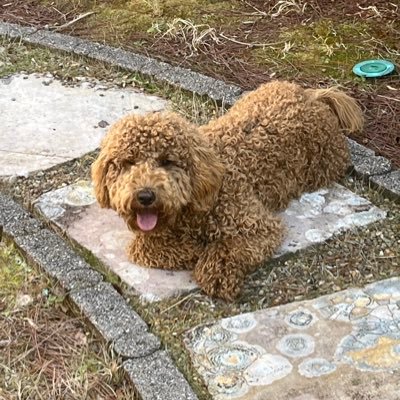 I am a golden doodle who was picked out by my hooman cal.I wovs treats and bewy rubs.I need wots of attention to savive.Born may 11 gotcha day July 6
