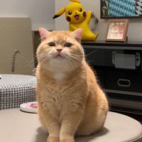 طلوع شیران (@tolo_shiran) 's Twitter Profile Photo طلوع شیران (@tolo_shiran) 's Twitter Profile Photo