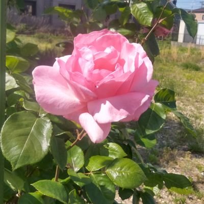 IchinoSumi3258's profile picture. 愛天 愛人 愛国　自然を観るのが好きです。人間の力を超えた神様を感じるからです。