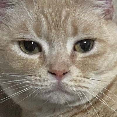 ccbi_reo's profile picture. @ccb_takasaki_i にいます😸　DM返せません✖️