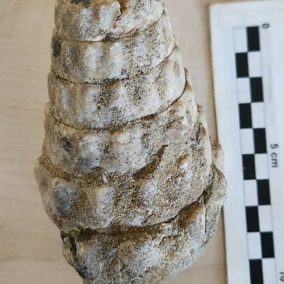 🇹🇷 #Kemalist #NeMutluTÜRKÜMDiyene
#paleontology #geology #scientist #pantheist
DM⛔