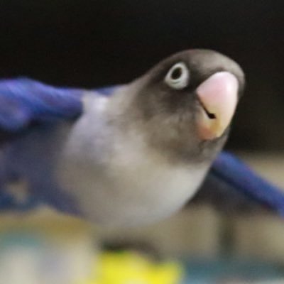 ぽんず@ボタンインコ (@ponzu_button) / Posts / X