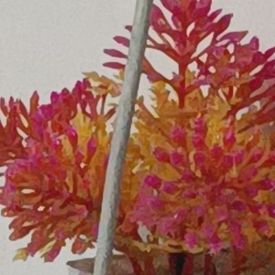 princeinwndrlnd's profile picture. 