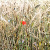 bruno weideli #nosvp #RussiaIsATerroristState #/Us (@brunoweideli) Twitter profile photo