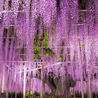 IA44914's profile picture. 心理カウンセラーです。SNSでも対応しています。