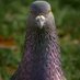 Pombo da Feira Hippie (@alekdavi) Twitter profile photo Pombo da Feira Hippie (@alekdavi) Twitter profile photo