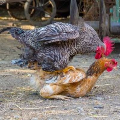 y_ilhan16008's profile picture. Yok