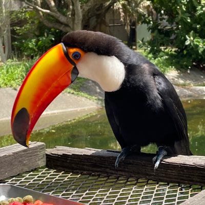 toshiaki_0615's profile picture. ゲームは1日10時間