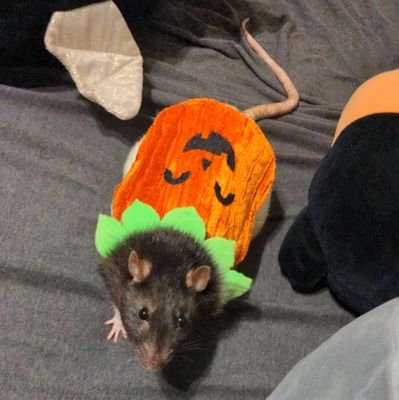 rat momma, metal enthusiast, poly
09/27/24 ❤️ 04/23/25🩵