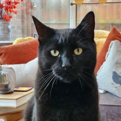 RegSimpkin's profile picture. Accountant and serial disliker of politicans of all flavours.