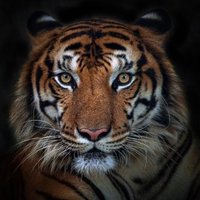 Burhan (@28billionaire28) 's Twitter Profile