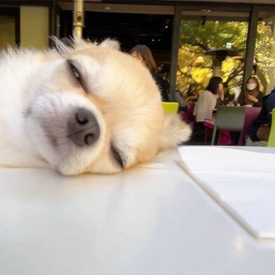 mmooongg's profile picture. 종류: 닥믹믹. 똥개라는 뜻입니다.