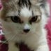 Cats (@catsarethats) Twitter profile photo Cats (@catsarethats) Twitter profile photo