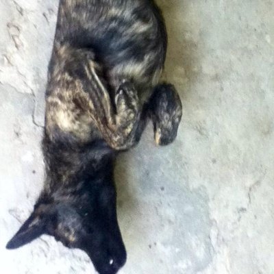 dezcorjm's profile picture. 