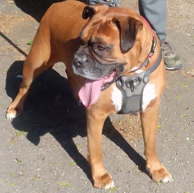 loves Leicester city football ⚽ club and a proud boxer mummy to Ronnie 🌈 🌈and a cat called Billy 🌈🌈 and also to Reggie our Dalmador and anything paranormal