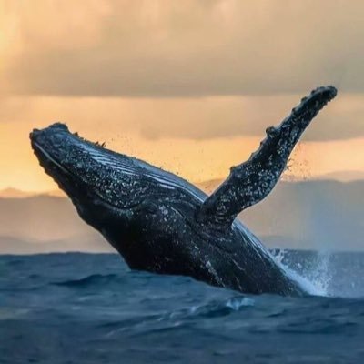 Ljd_77's profile picture. #ComputerScience Student at @FCITKAU