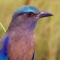 Red Scared (@redscared905) 's Twitter Profile Photo