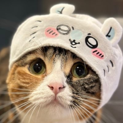 shuntoso's profile picture. みっちゃんとの生活。会社経営、海外移住。個人開発。NLH/PLO/PLO-5.