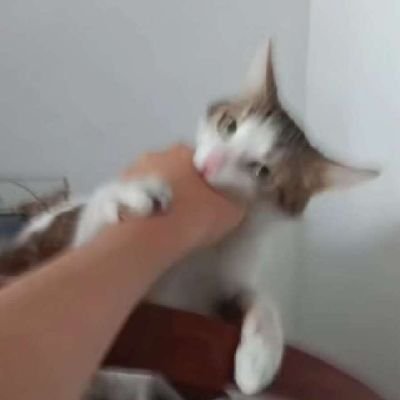 micitoast's profile picture. https://t.co/UxN3UkAUul c est me!?