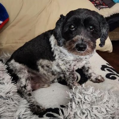 RoxxieV's profile picture. 🌊  NO KINGS #JAILtRUMP  #RESIST  #CHOICE   #VAXXED   #EQUALITYFORALL  #SQUASHHATE  #DEMOCRACY  #SCIENCE   #JUSTICE   NO DMs 🌊