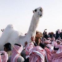 محمد العتيبي (@bqymq150) Twitter profile photo