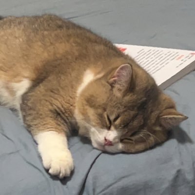 REevelynbear's profile picture. 20⬆️/中國人/日本語勉強中/オリラジ/見取り図/無言フォローごめん🙇‍♀️