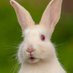 English Bunny (@englishbunny5) Twitter profile photo English Bunny (@englishbunny5) Twitter profile photo