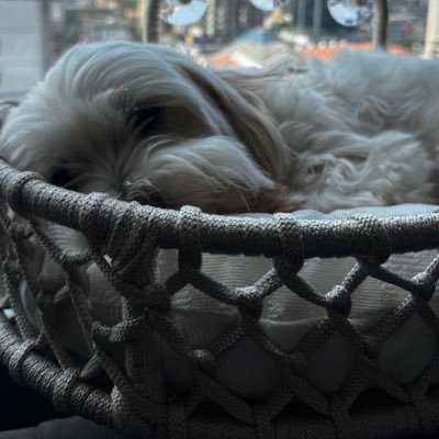 SerenFulden's profile picture. 