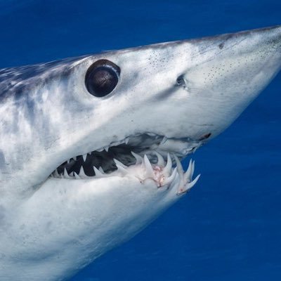 shaboiioedepus's profile picture. Amateur paleontologist