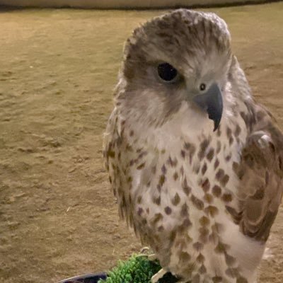 {وَذكـر فأن الذكرى تنفع المؤمنين }. مُنحازه للخـيل في كـل وقت .. 𓃗 متـطوعه مـن عده فـرق 🥇 ' ماشاءالله دائماً وأبداً 🤍