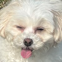 ろう (@lowm_8) 's Twitter Profile
