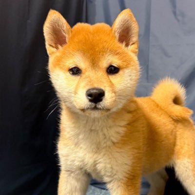 日本国🇯🇵日本の美しい自然🌳柴犬(アイコンは愛犬)🐕ソロキャンプ🏕️珈琲☕️をこよなくを愛する中小企業経営者。日本の素晴らしさを未来へと繋いで下さる保守の皆様を応援しています。売国政治屋一掃、脱亜論大賛同、同志の方へ無言フォロー失礼します。#日本人ファースト #移民政策断固反対 #日本の宝は日本の子供たちです