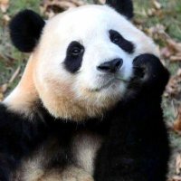 ApenaxPandax🍟🦢🐨 (@apenaxpanda) 's Twitter Profile