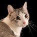Alpha (@alphaomecat) Twitter profile photo Alpha (@alphaomecat) Twitter profile photo