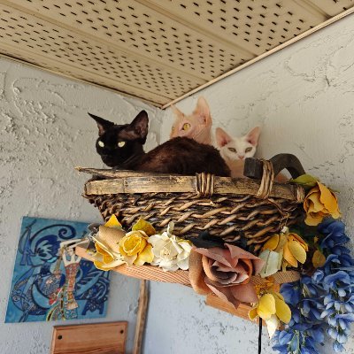 TheBlarggRAWR's profile picture. 