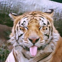 Bodhi (@gptristian) 's Twitter Profile