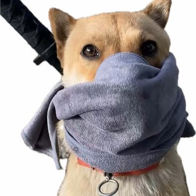 错过大金 捶胸顿足 开始fomo 努力扫链 各种rug 狂冲畜生 继续充值 疯狂被割 叫苦连天 枯坐无效 复盘认命 开始摸鱼 错过大金