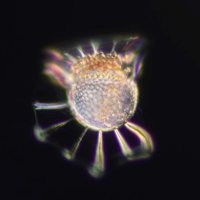 Takuro Nakayama (@taknak_evobio) 's Twitter Profile Photo Takuro Nakayama (@taknak_evobio) 's Twitter Profile Photo