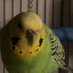 Bird tweeting loudly (@birdloudly13389) Twitter profile photo Bird tweeting loudly (@birdloudly13389) Twitter profile photo