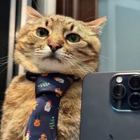 (ซี)ซาร์สลัด 🪐 (@csasalad) 's Twitter Profile