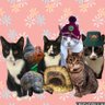 Horatio_LadyH's profile picture. Two rescued Greek street cats. 🌈Horatio had one eye & snorted! Lady Hamilton is an adorable tiny tabby. Rescue tuxie kittens Bertie & Violet. 🌈 Monty 🐾💞
