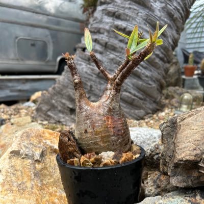 fuy8EOHznl51eu0's profile picture. 