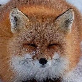 she/her/fox | 🏳️⚧️ dumb silly ΘΔ fox in her 20s | ζooromantic ◤❖◢ | SFW dms only, please! | anti abuse | living life a day at a time