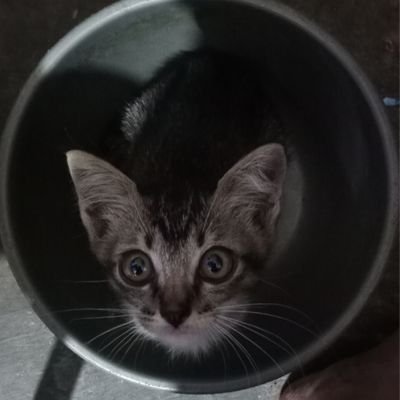 Dhanyayuu's profile picture. 