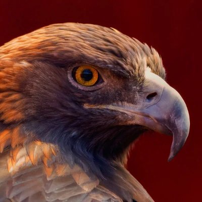 ROYYYY0R's profile picture. 