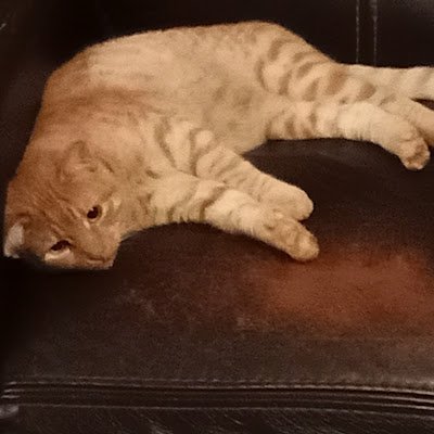 LandonLark46497's profile picture. 