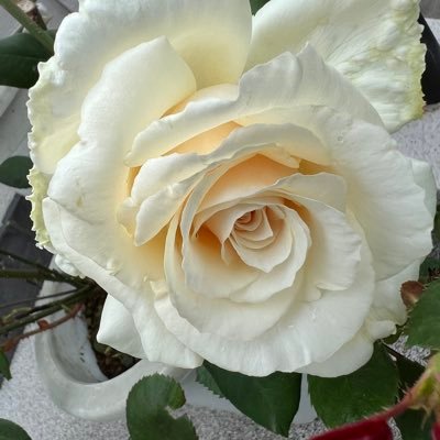 romannanako's profile picture. 