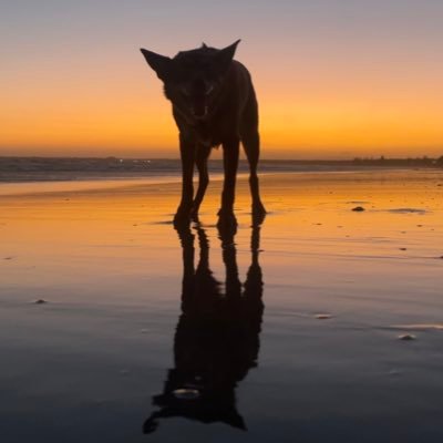 SteveJohsonis's profile picture. 