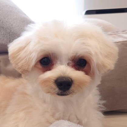 mokechan_mokeke's profile picture. 🎉🎂2024.05.05🎂🎉
🏡🏠️2024.09.08🏠️🏡
もけもけした陽気なマルプー(♀)